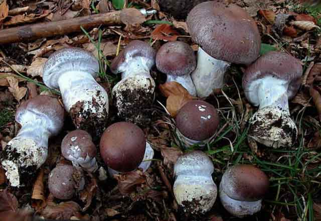 Что за редкий гриб паутинник фиолетовый и можно ли его есть?