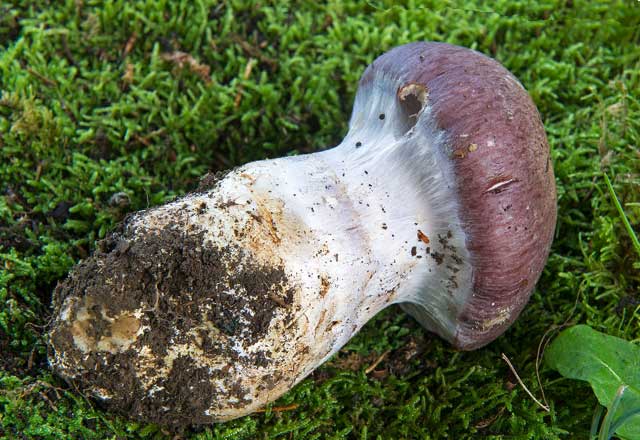Одиночный незрелый гриб Паутинник превосходный (Cortinarius praestans)