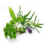Лекарственные травы и растения каталог