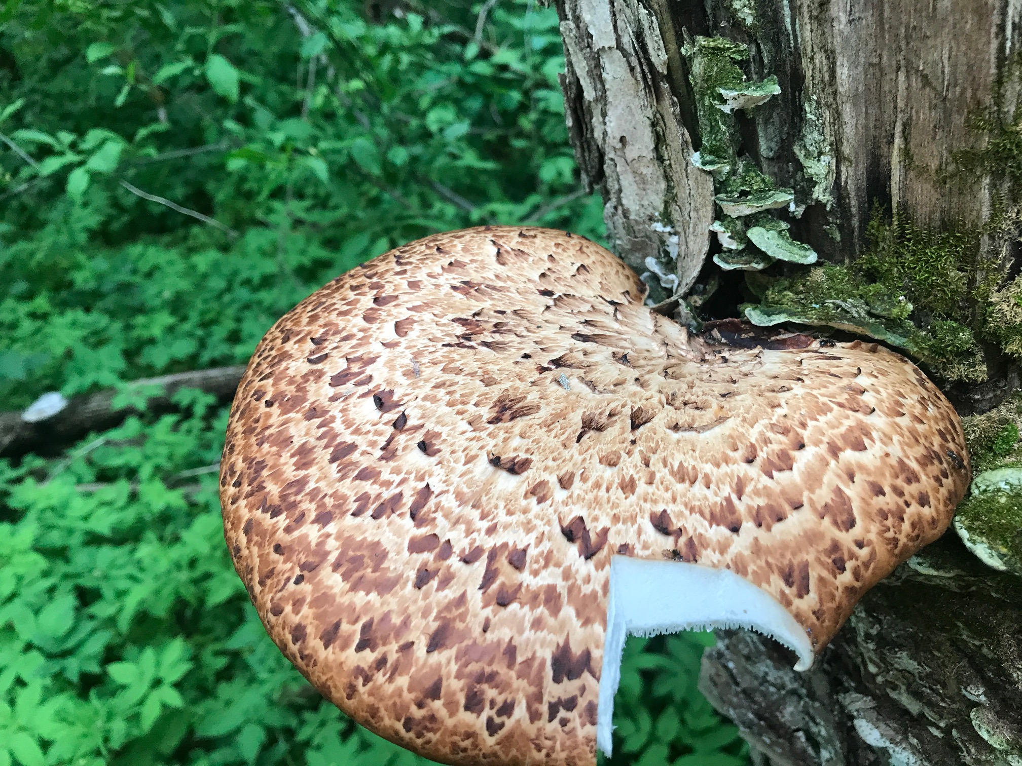 Древесный гриб трутовик
