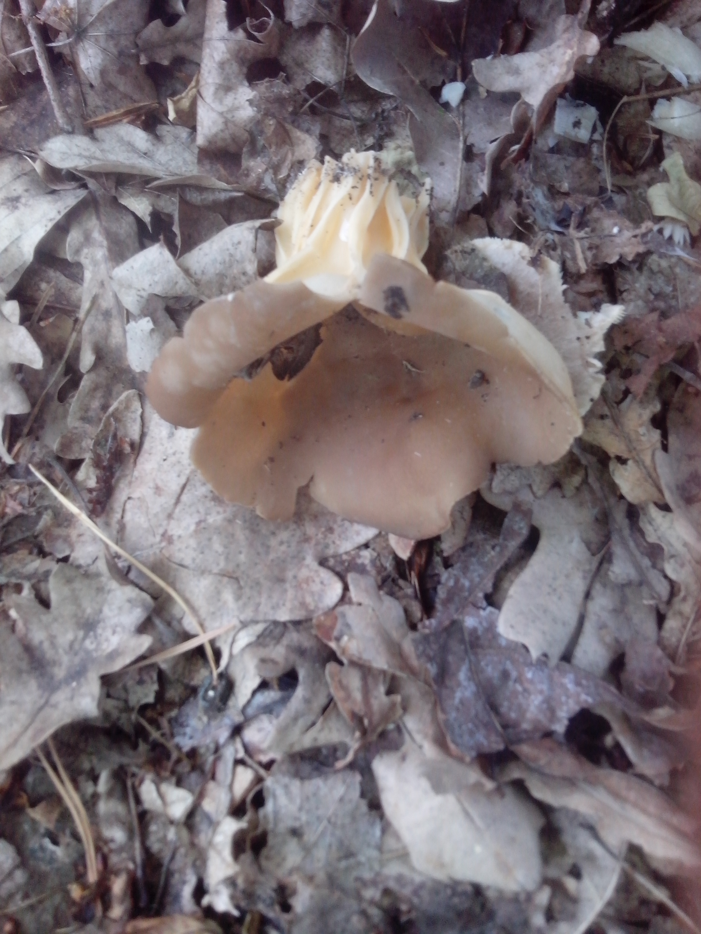 Украина. Харьковская область. Нашёл такие вот грибы в дубовой роще. Запах приятный. Помогите определить. Заранее благодарен. 