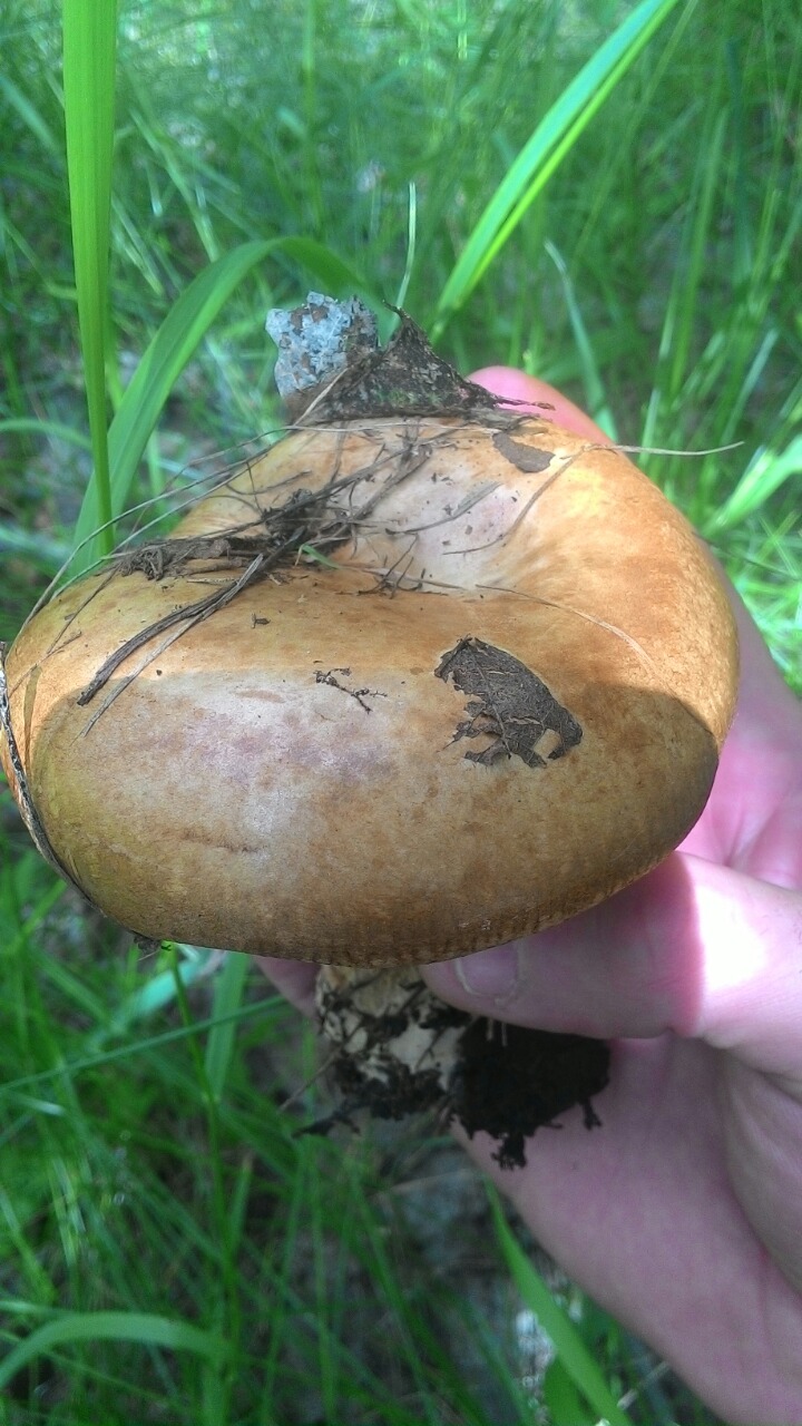 Неизвестные грибы Волгоградской области