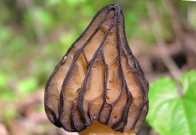 Сморчок полусвободный (Mitrophora semilibera) показана шляпка гриба со своеобразным узором, свойственным только этому виду