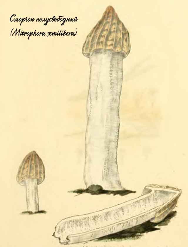Сморчок полусвободный (Mitrophora semilibera) картинка с изображением гриба