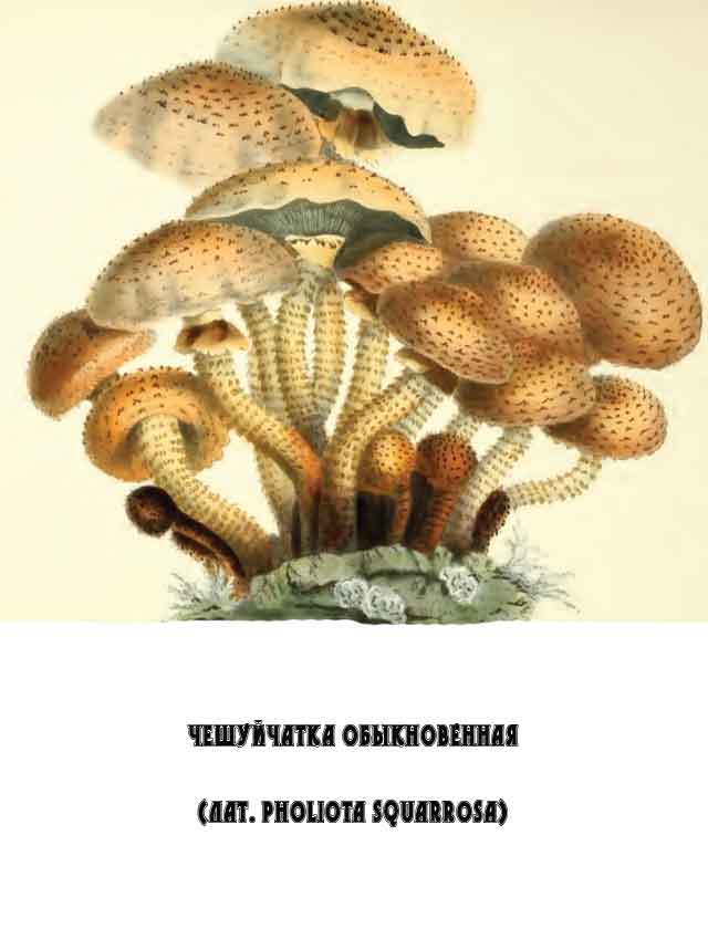 Картинка с изображением Чешуйчатки обыкновенной (Pholiota squarrosa)