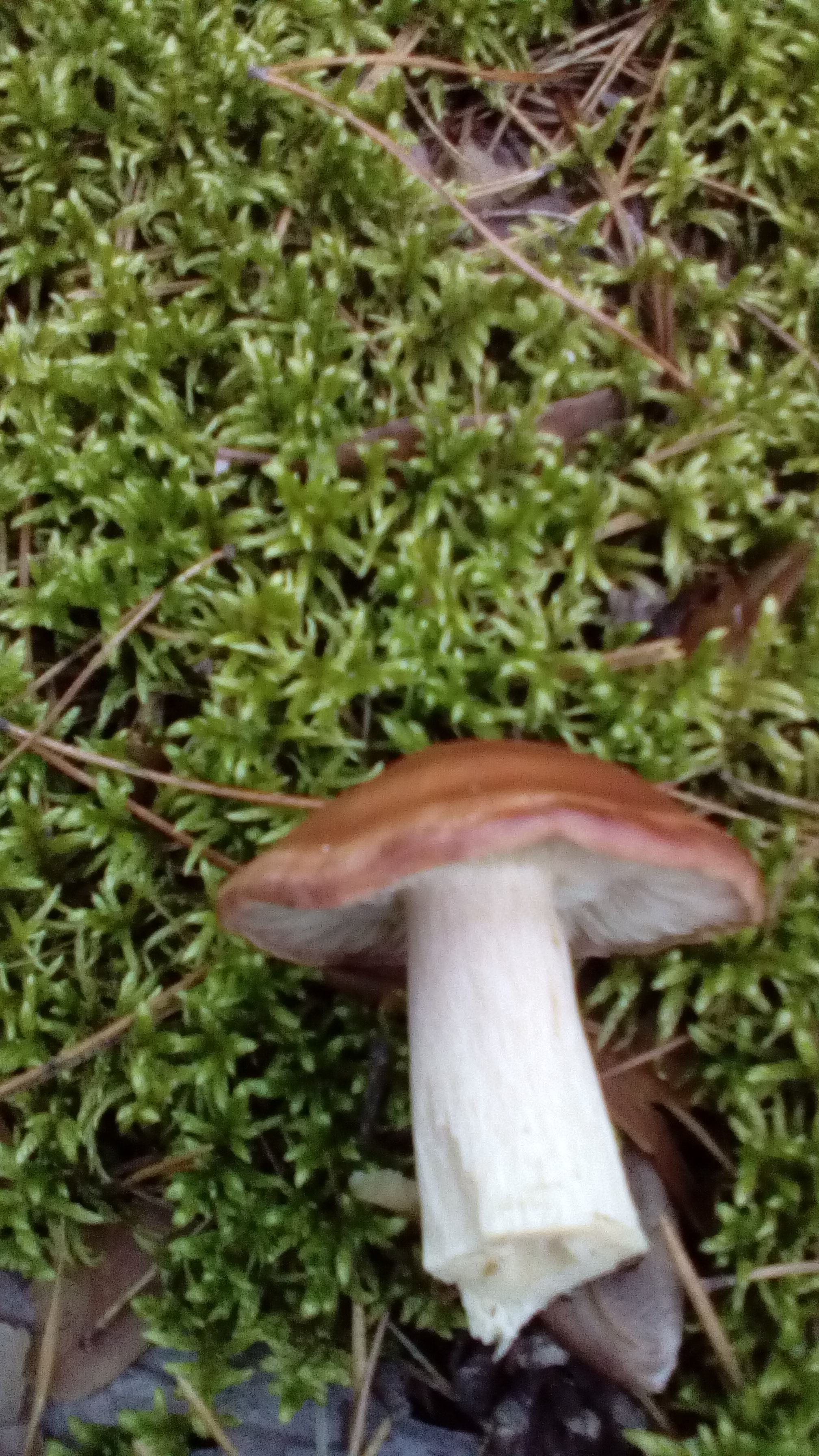 Неизвестные грибы Алтая