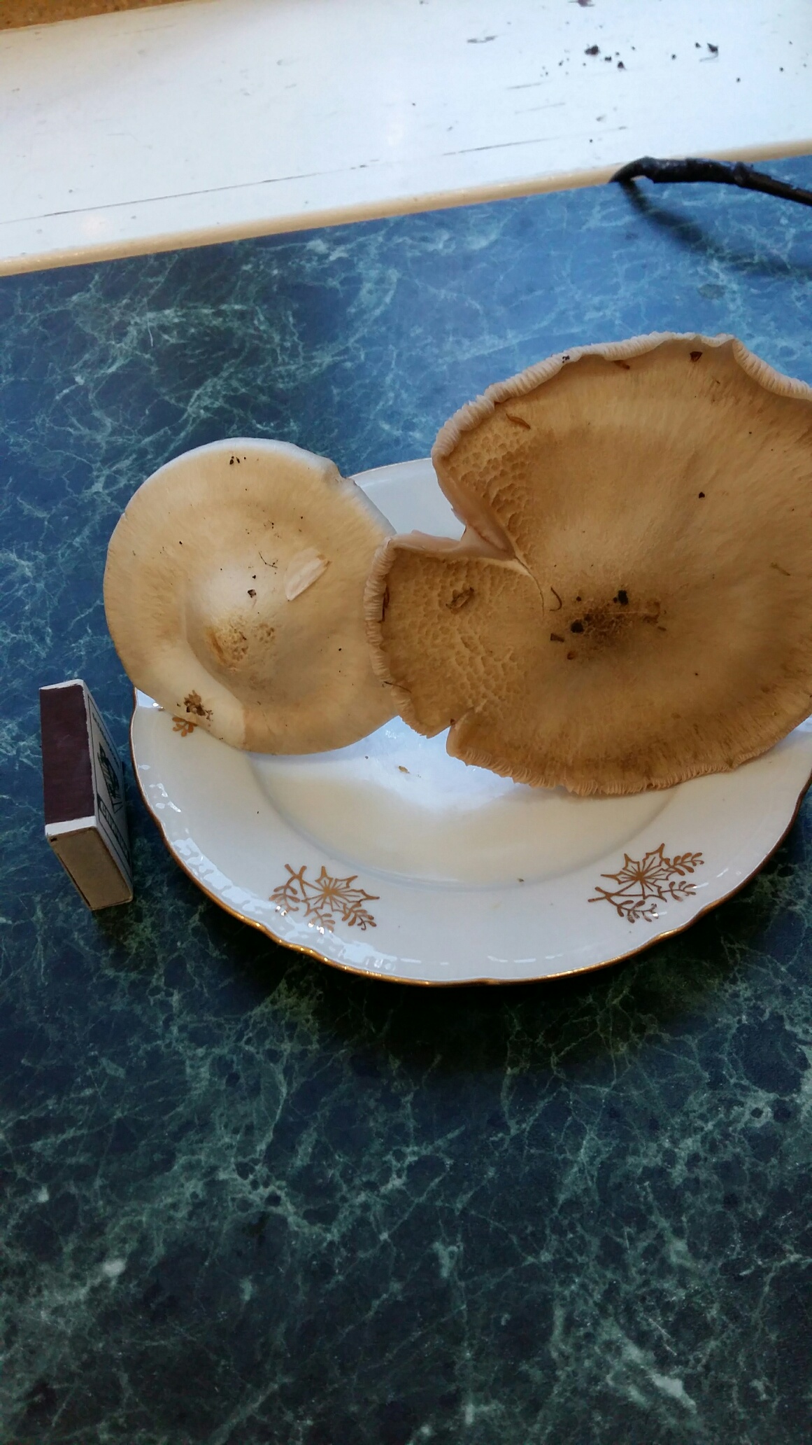 Весенние грибы в Краснодаре