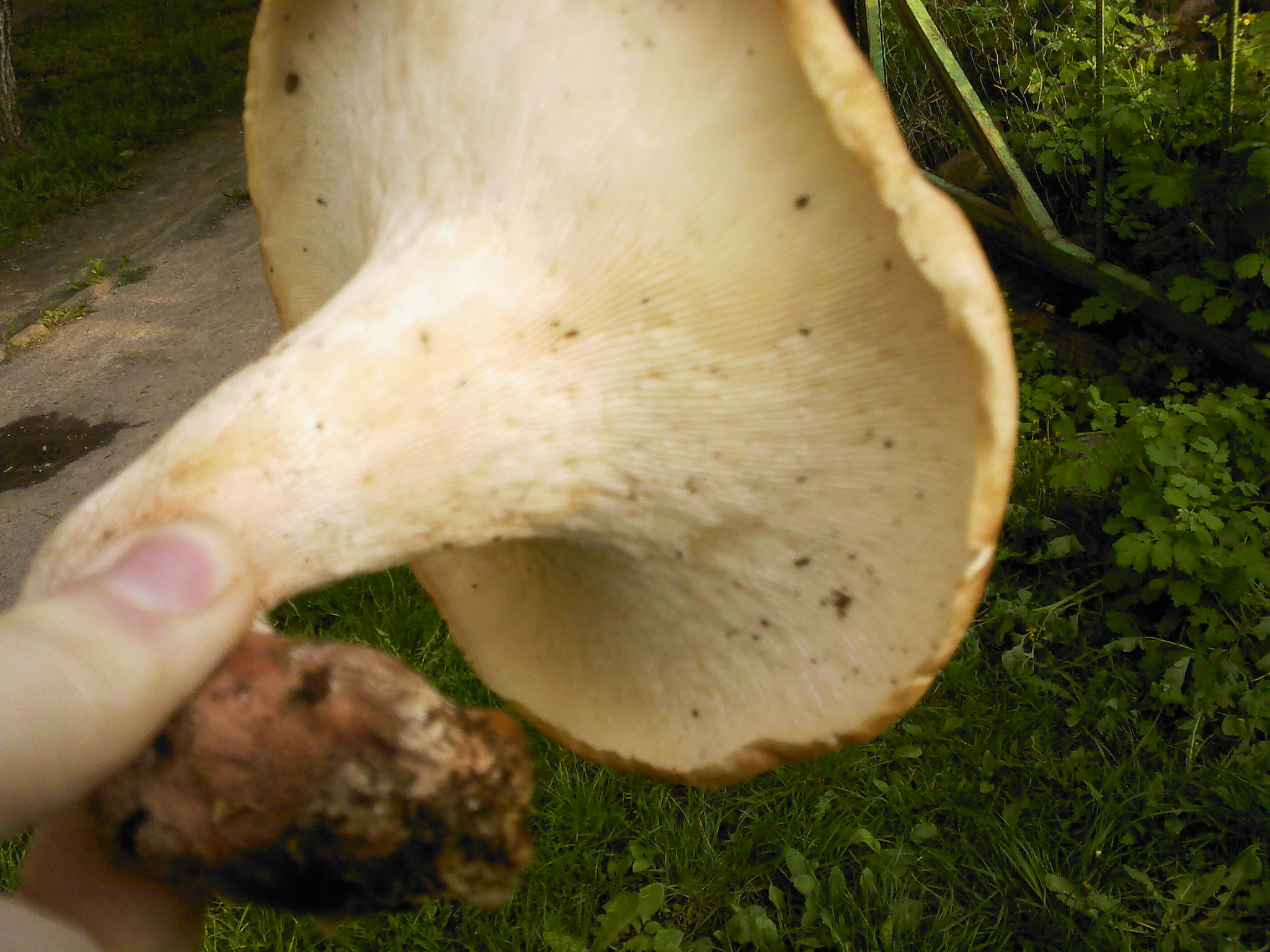 Что за весенний гриб