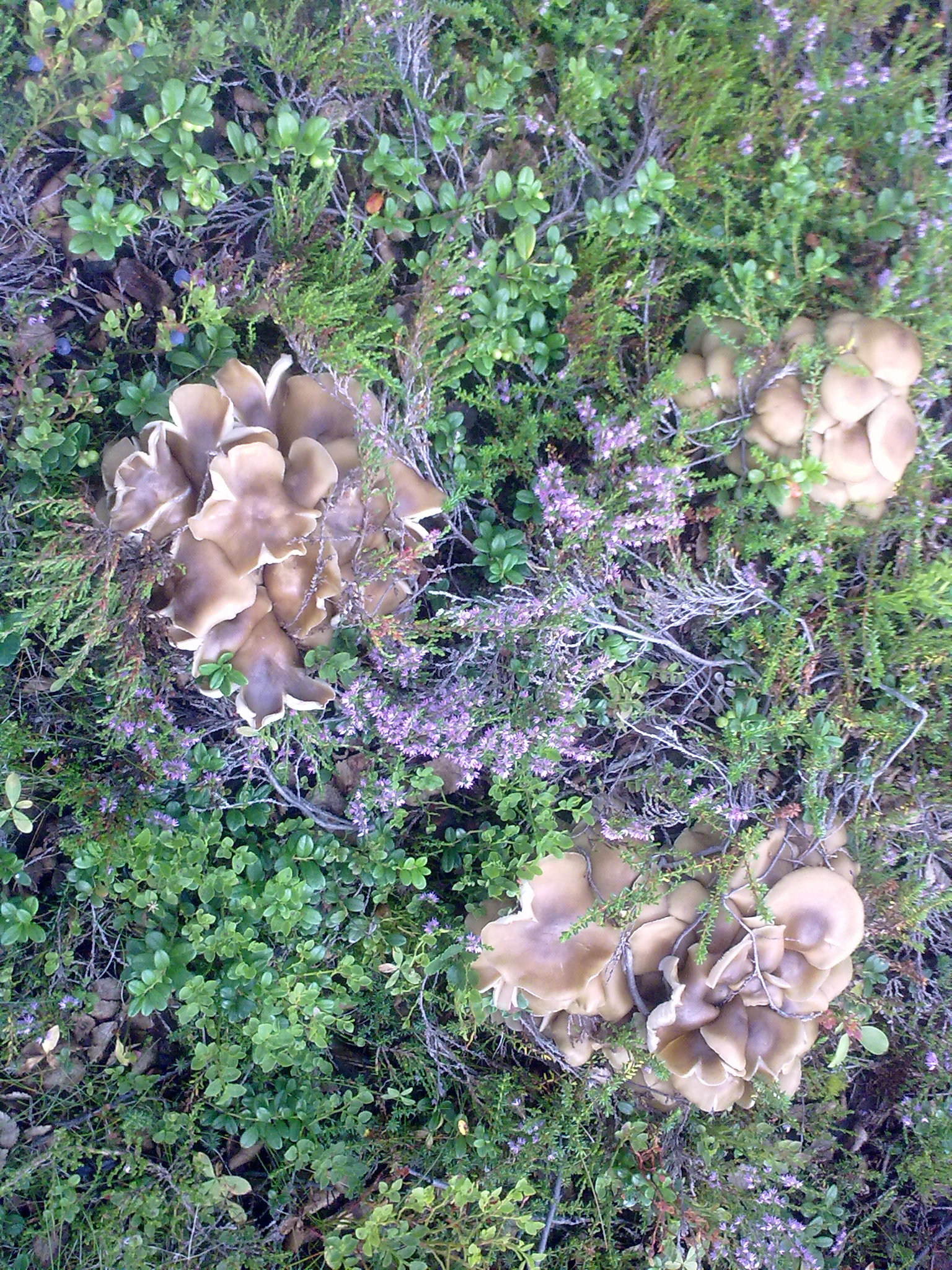 Незнакомые грибы растут на земле в смешанном лесу в Заполярье плотными группами от нескольких штук до нескольких десятков, от одного (корня?)