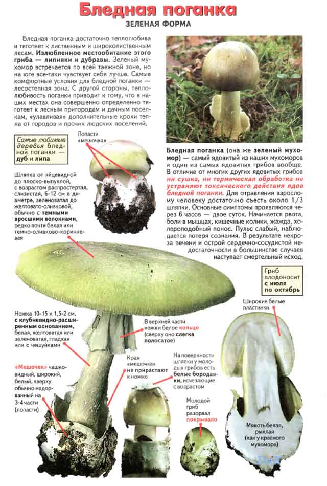 Под какие грибы маскируется бледная поганка