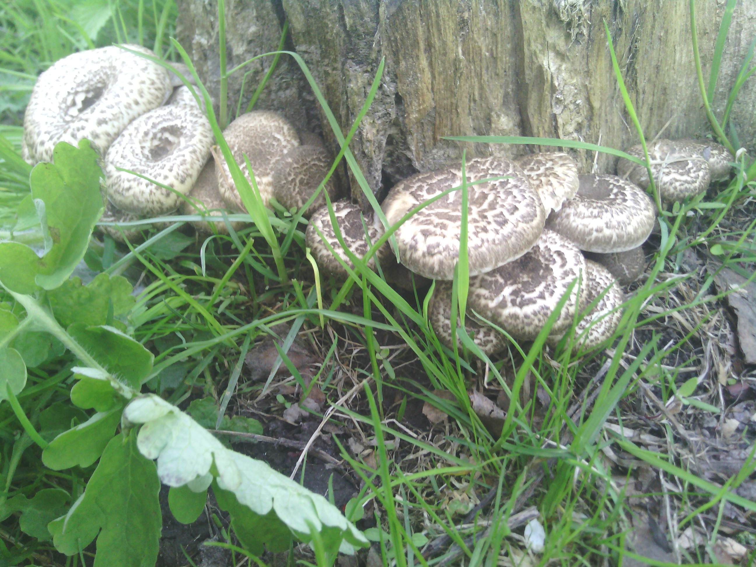 Чешуйчатые грибы в апреле месяце