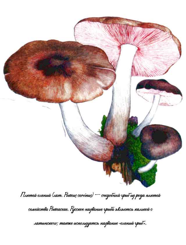 Картинка с изображением Плютей олений (Pluteus cervinus)