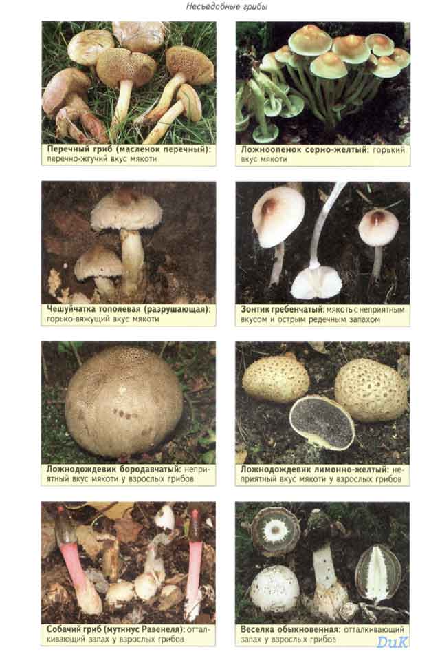 Перечный гриб или масленок перечный - несъедобен