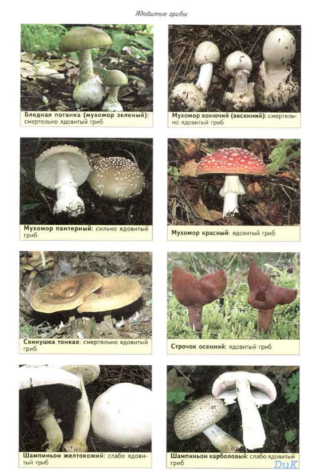 Мухомор весенний вонючий смертельно ядовитый гриб