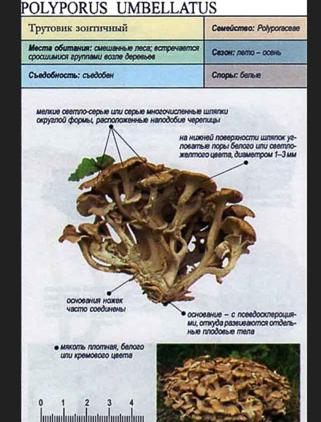 Трутовики (трутовые грибы)