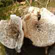 Шпальный гриб (Lentinus lepideus)