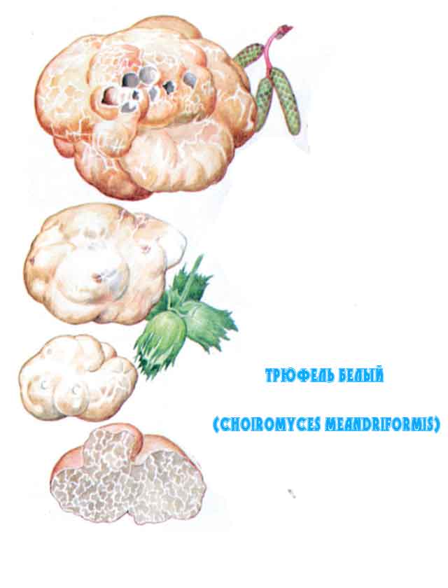 Картинка с изображением Трюфель белый (Choiromyces meandriformis)