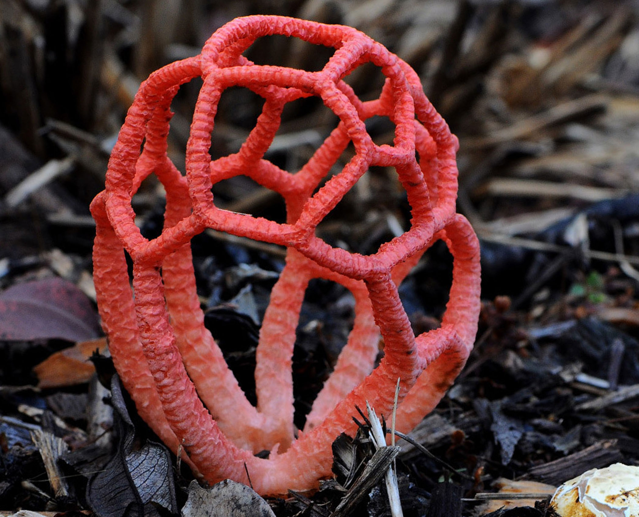 необычные съедобные грибы картинки с названием
