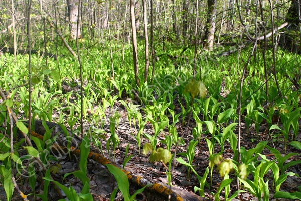 Поляна нераскрывшихся ландышей в лесу в конце апреля месяца