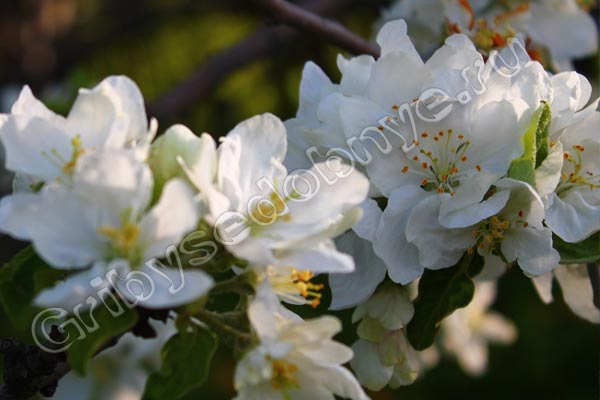 Цветущая дикорастущая лесная яблонька в весеннее время фото1