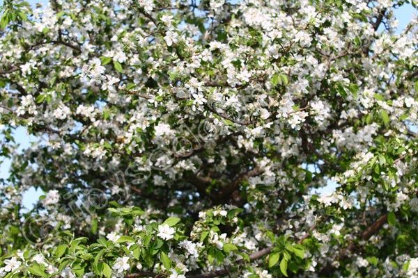 Цветы дикой яблони в конце апреля- первой половине мае