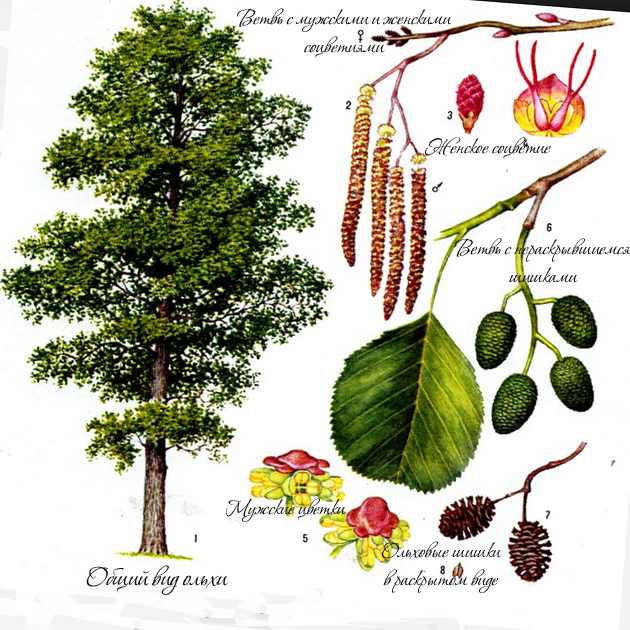 Общий вид дерева ольхи, картинка мужских и женских соцветий, нераскрывшиеся и перезревшие почки
