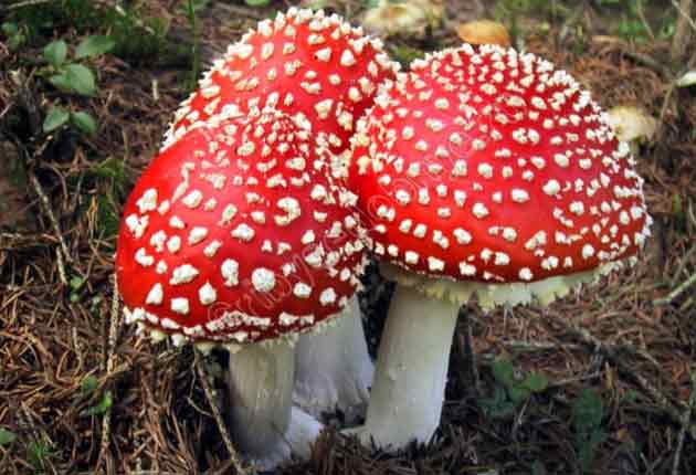 Самый красивый гриб в мире - красный мухомор