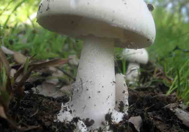 Вид снизу на шляпку гриба