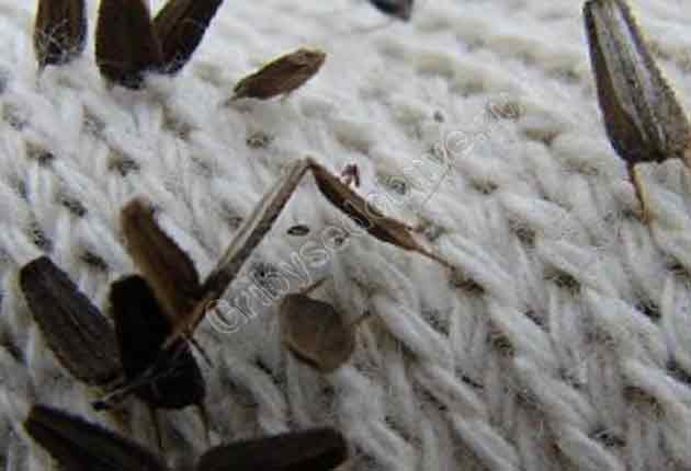На фотографии семена череды впившиеся в свитер после осенней прогулки