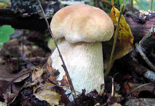 Белый гриб березовый (Boletus betulicola) фотография