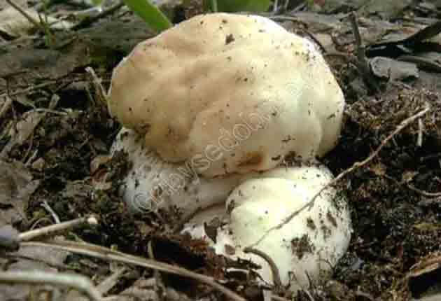 Молодые белые грибочки берёзовые - только-что проклюнулись