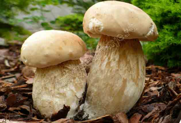 Парочка красавцев белых грибов растущих в берёзовом лесу
