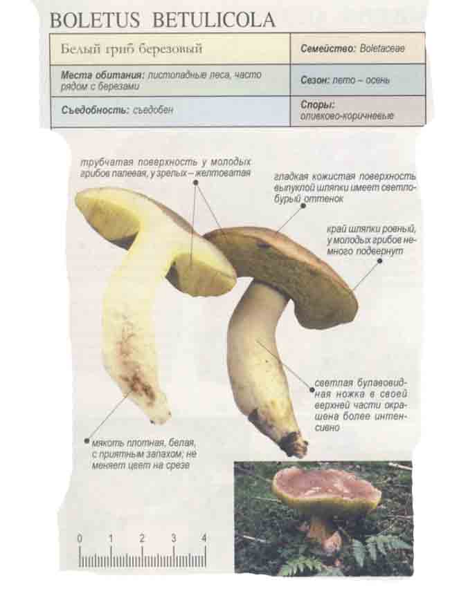 Картинка с описанием белого гриба берёзовой формы