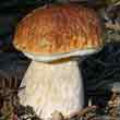 Белый гриб еловый, боровик (Boletus edulis f.edulis)