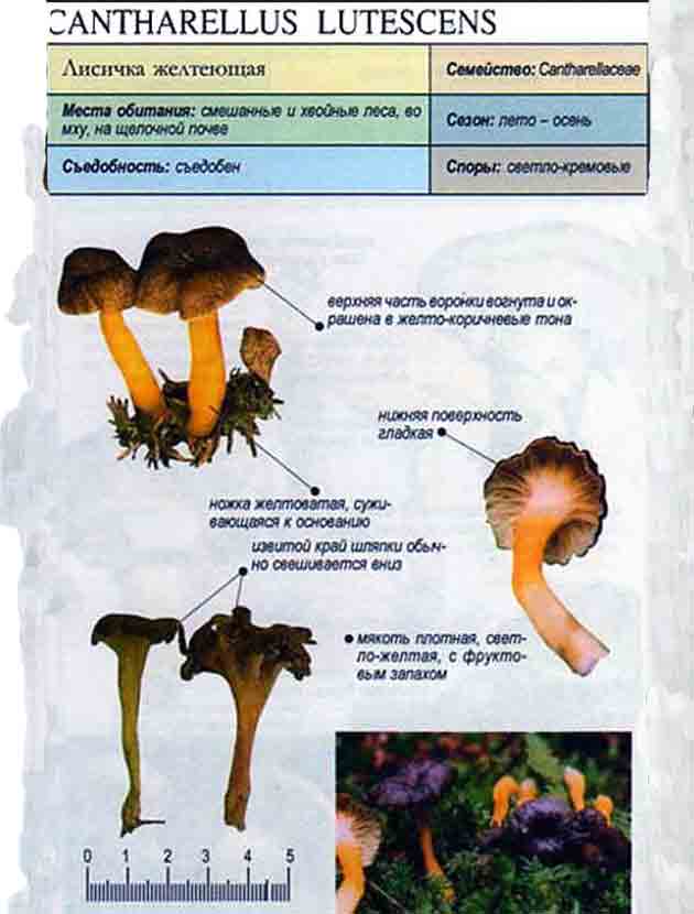 Картинка с изображением лисички желтеющей с кратким описанием характеристик гриба