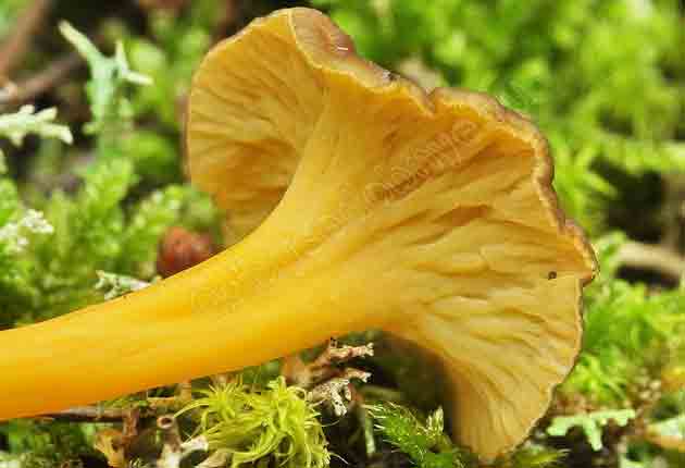 Обратная сторона шляпки гриба лисички желтеющей имеет лжепластнчатый слой