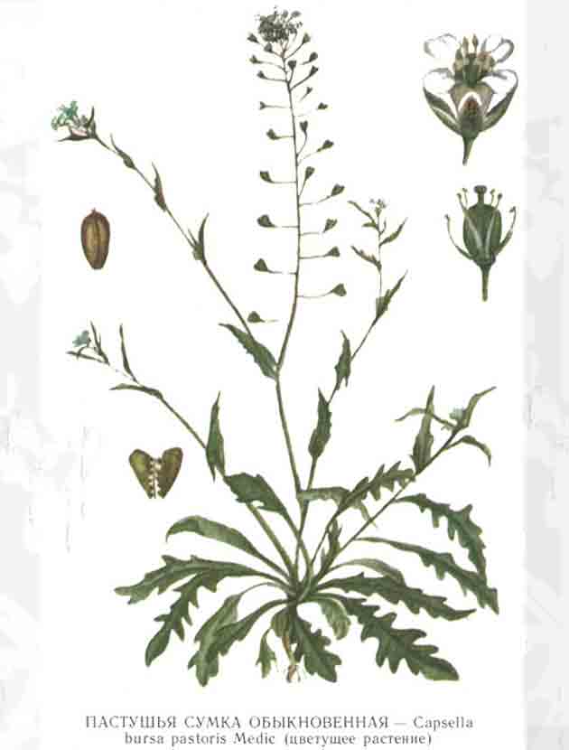 Картинка с изображением цветущего растения пастушьей сумки обыкновенной