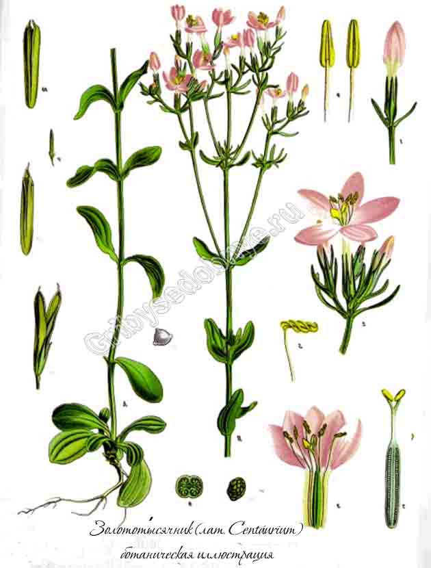 Ботаническая иллюстрация золототысячника к описанию растения