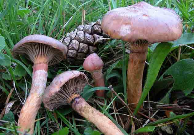 Мокруха пурпуровая фотография гриба сделанная около сосновой шишки