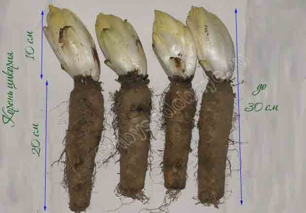 Фото корней цикория в сравнительной характеристике