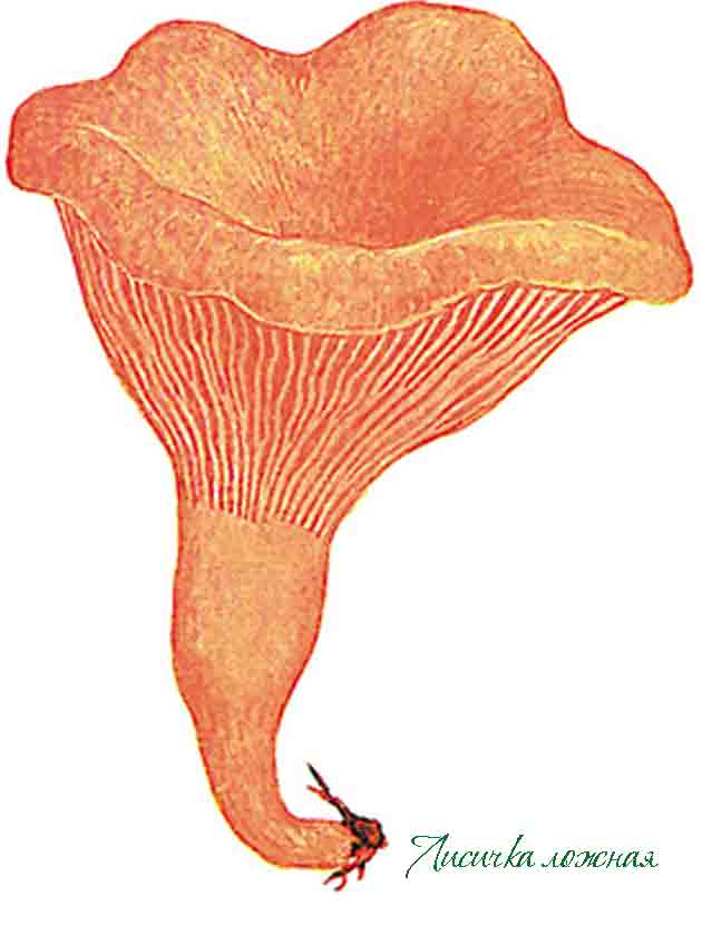 Картинка с изображением лисички ложной