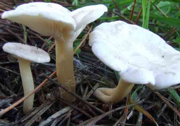 Ядовитые грибы восковидные говорушки