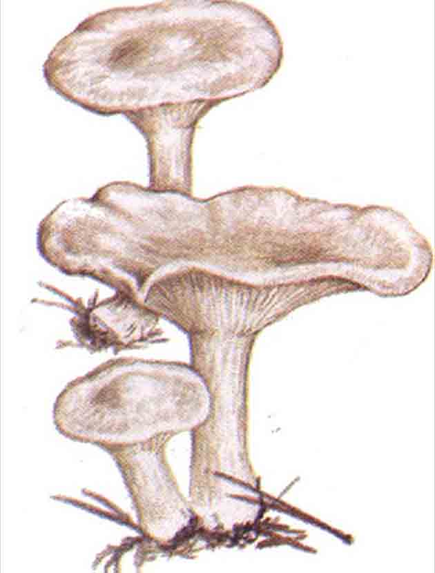 Картинка с изображением говорушки сероватой