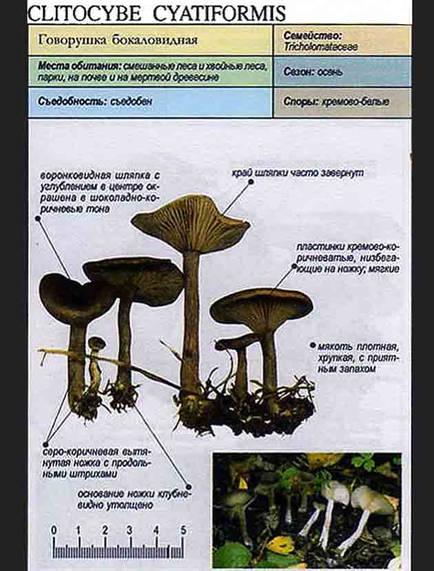 Описание говорушки бокаловидной из грибной энциклопедии