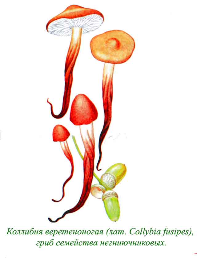 Картинка с изображением коллибии веретеноногой