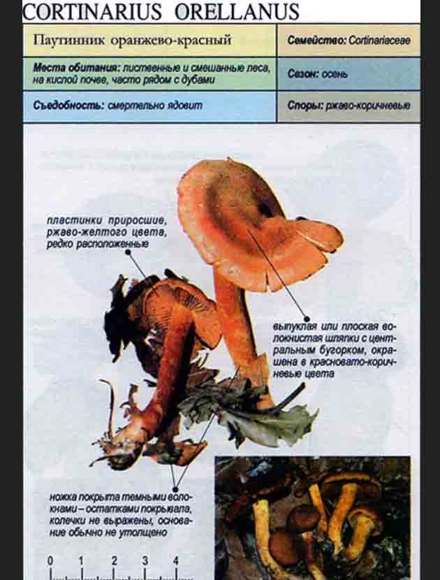 Описание паутинника оранжево красного, Cortinarius orellanus