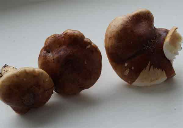 Определение грибов в Ленинградской области