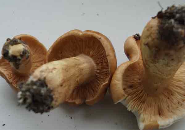 Определение грибов в Ленинградской области