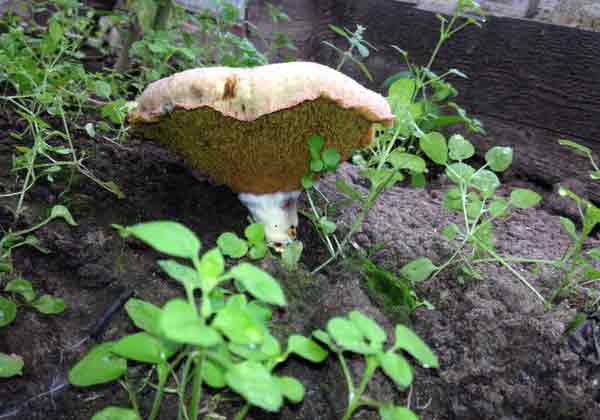 Определить гриб, выросший в теплице