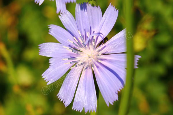 Голубой цветок растения цикория фото